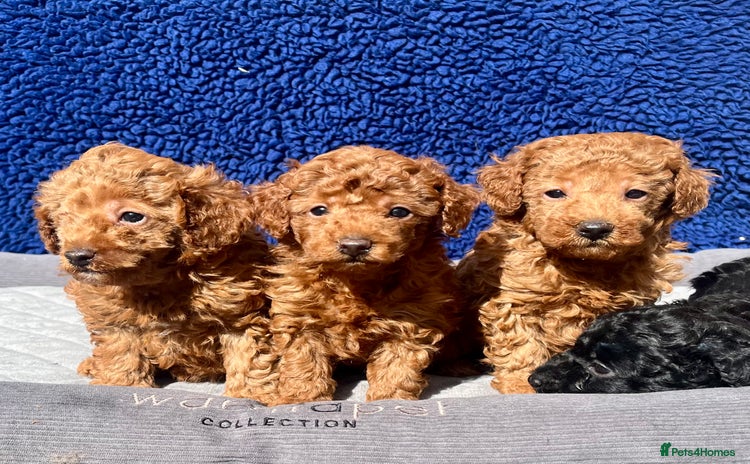 Toy Poodle dogs - Advert 12