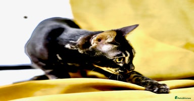 Bengal cats 6 stunning Bengal kittens, possibly our best yet! - Advert 13