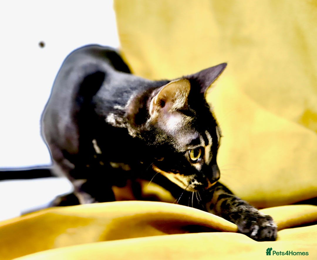 Bengal cats for sale: 6 stunning Bengal kittens, possibly our best yet! - Advert 4