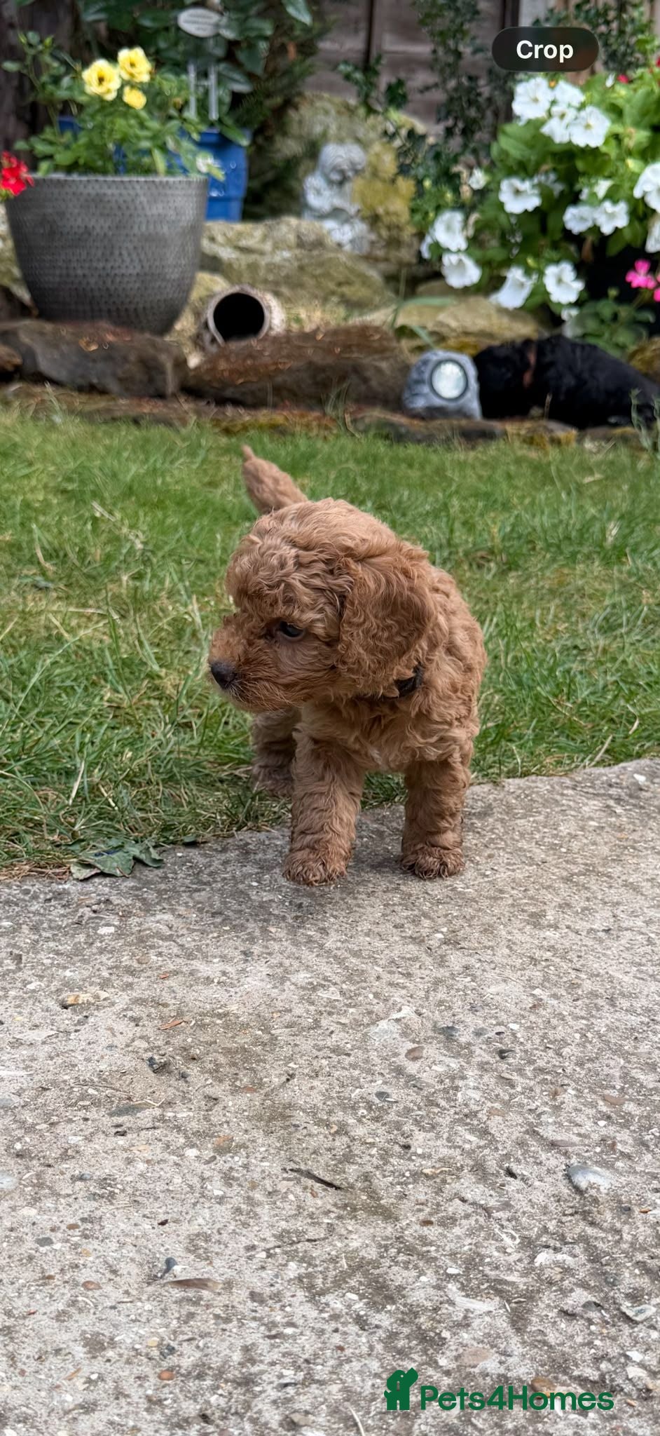 Cockapoo dogs Stunning Cockapoo Puppies - Advert 2