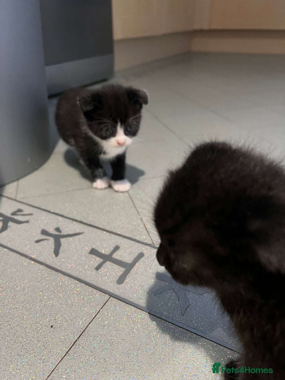 Scottish Fold cats for sale: Scottish fold  - Image 2