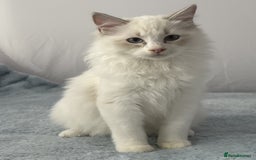 Ragdoll cats for sale: Playful Pedigree Ragdoll Kittens Available - Image 23