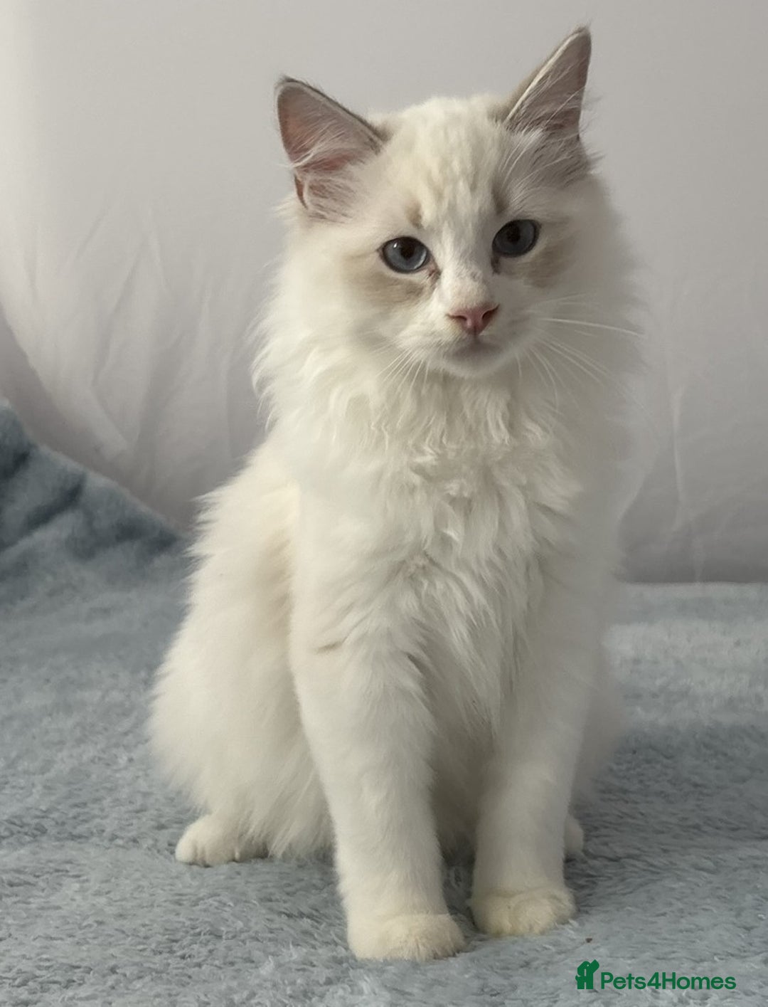 Ragdoll cats for sale: Playful Pedigree Ragdoll Kittens Available - Image 23