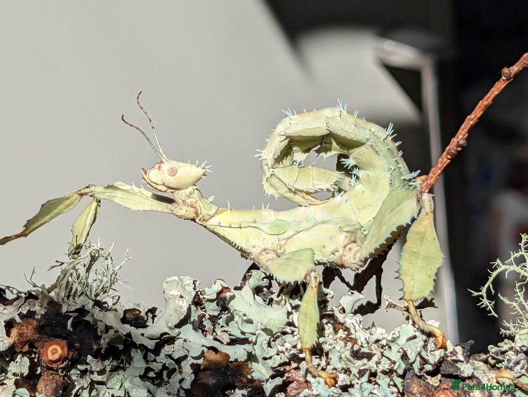 Stick Insects invertebrates for sale: Macleay's/ giant pricklies (Extatosoma tiaratum) - Image 7