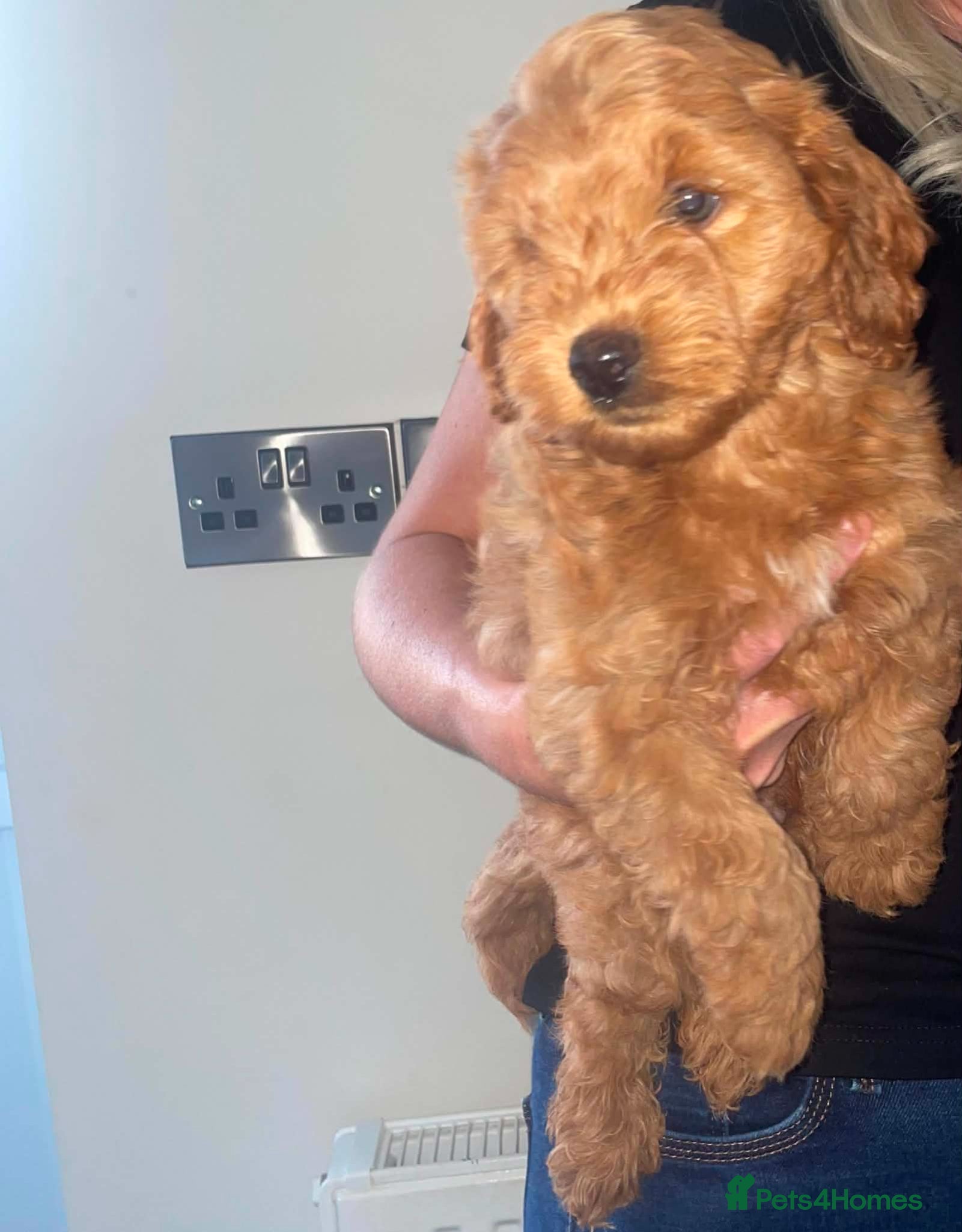 Cockapoo dogs One beautiful F2B cockapoo boy puppy left  - Advert 2