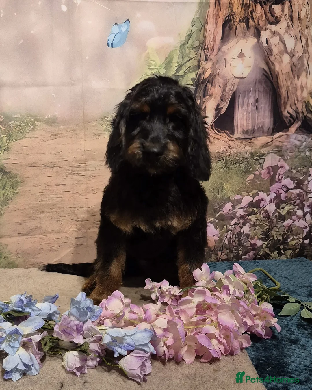 Cockapoo dogs for sale: Beautiful boy cockapop - Advert 3