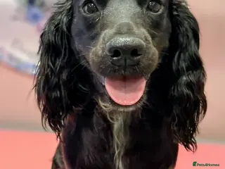 Cocker Spaniel dogs Working cocker spaniel pups - Advert 1