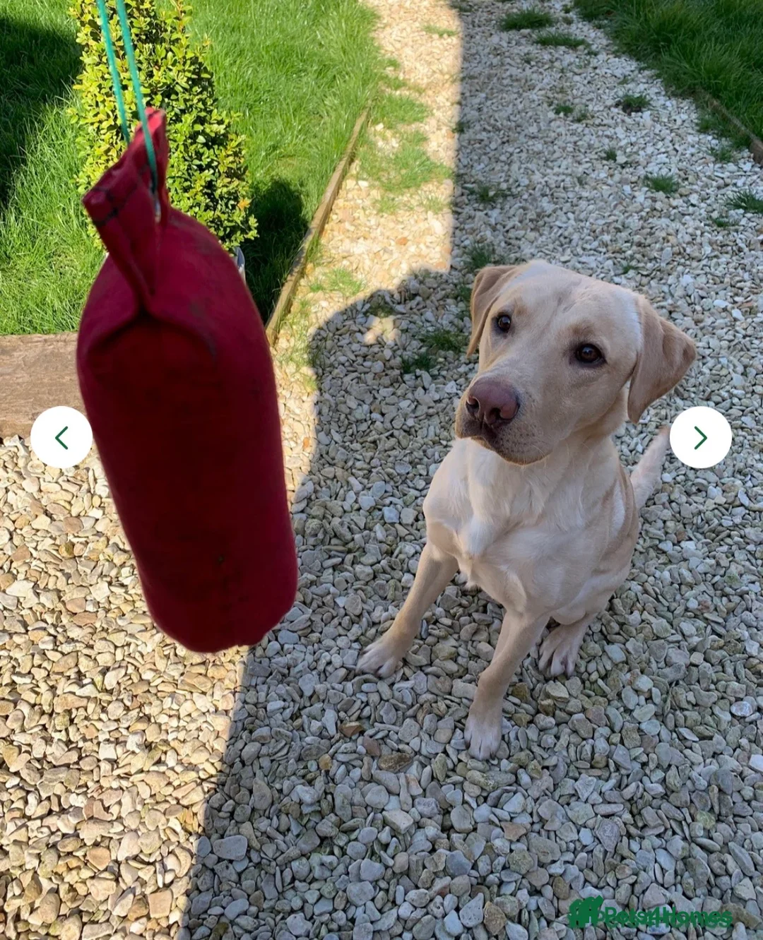 Labrador Retriever dogs for sale: Labrador Retriever Puppies 🐶  - Advert 38