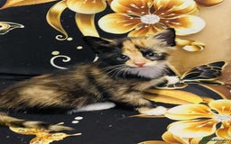Mixed Breed cats for sale: Kataleja - Image 12