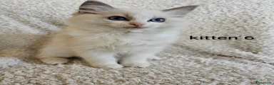 Ragdoll Kitten 6