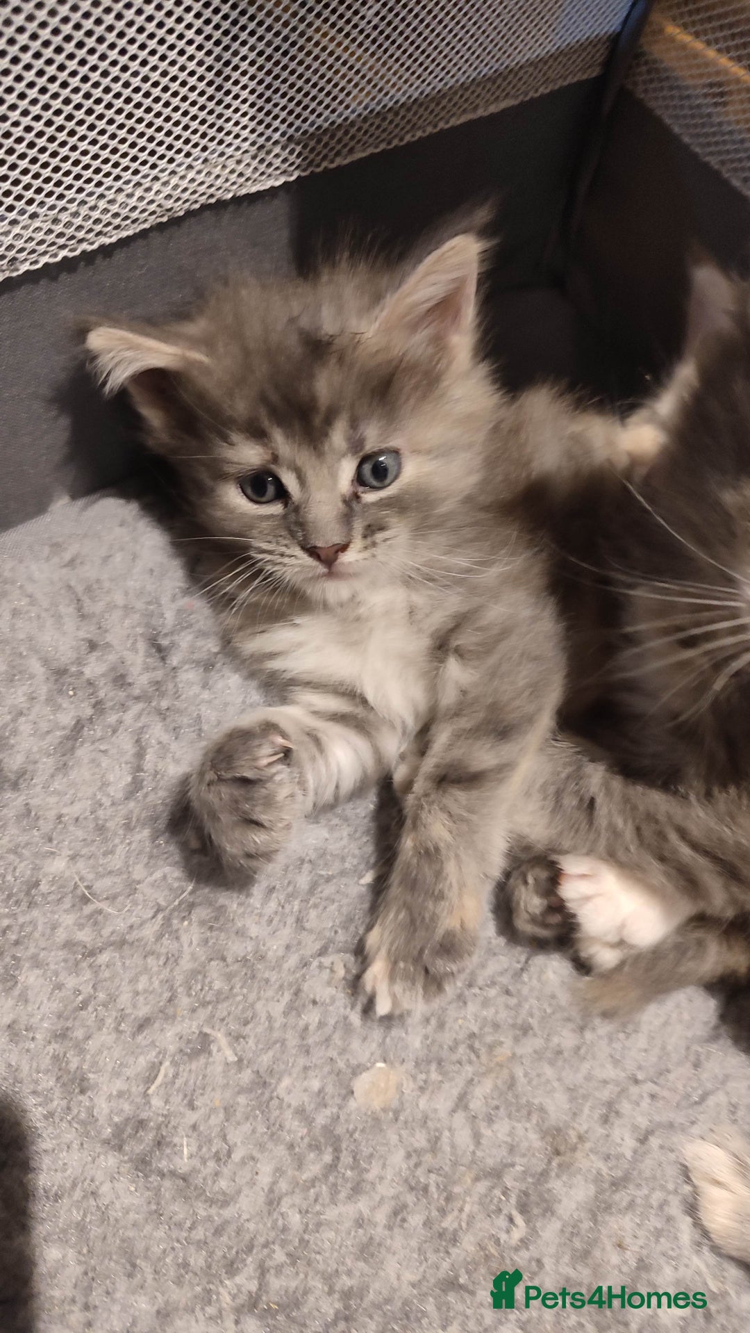 Maine Coon cats for sale: Adorable Maine coons - Image 8