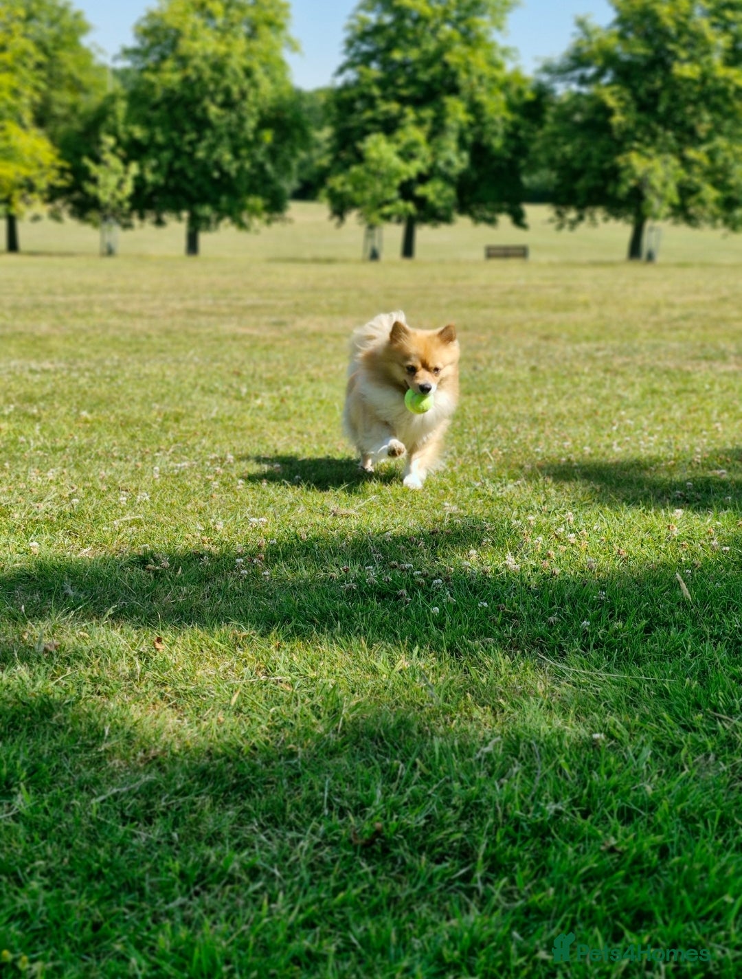 Pomeranian dogs for sale: Looking for my forever home ❤️ - Image 3
