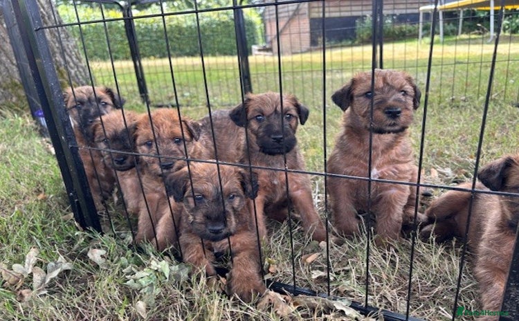 Irish Terrier dogs - Advert 1
