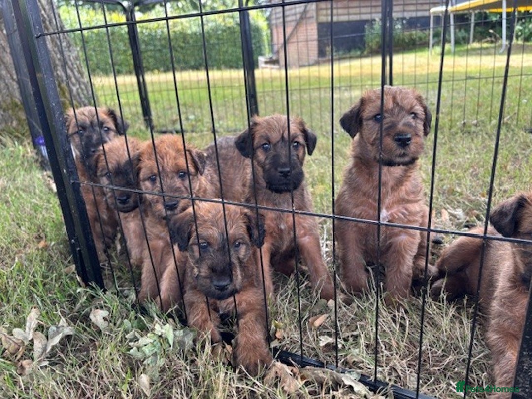 Irish Terrier dogs for sale: Irish Terrier Puppies - Image 1
