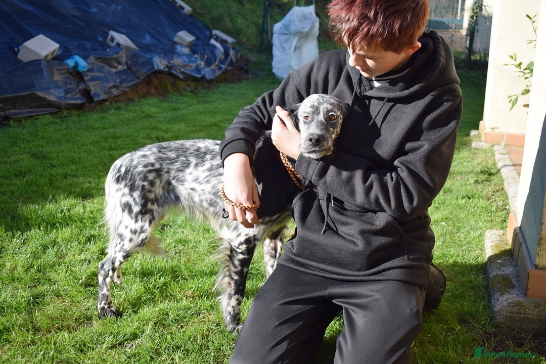 English Setter dogs for adoption: Beltz - Advert 5