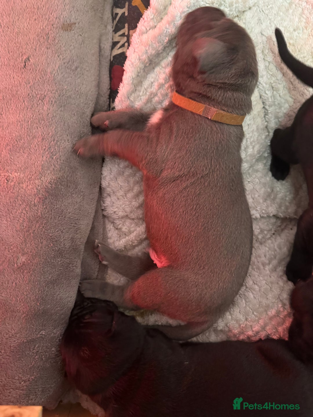 Cane Corso dogs for sale: Beautiful Cane Corso puppies  - Image 2