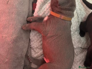 Cane Corso dogs Beautiful Cane Corso puppies - Advert 18