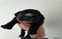 Cocker Spaniel dogs for sale: Working cocker Spaniel puppies KC registered  - Image 20