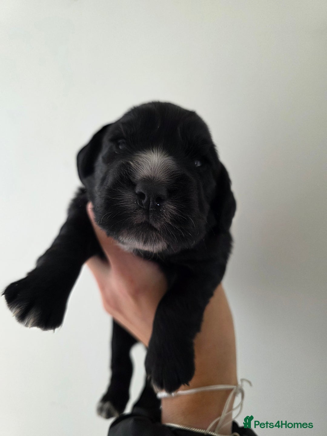 Cocker Spaniel dogs for sale: Working cocker Spaniel puppies KC registered  - Image 20