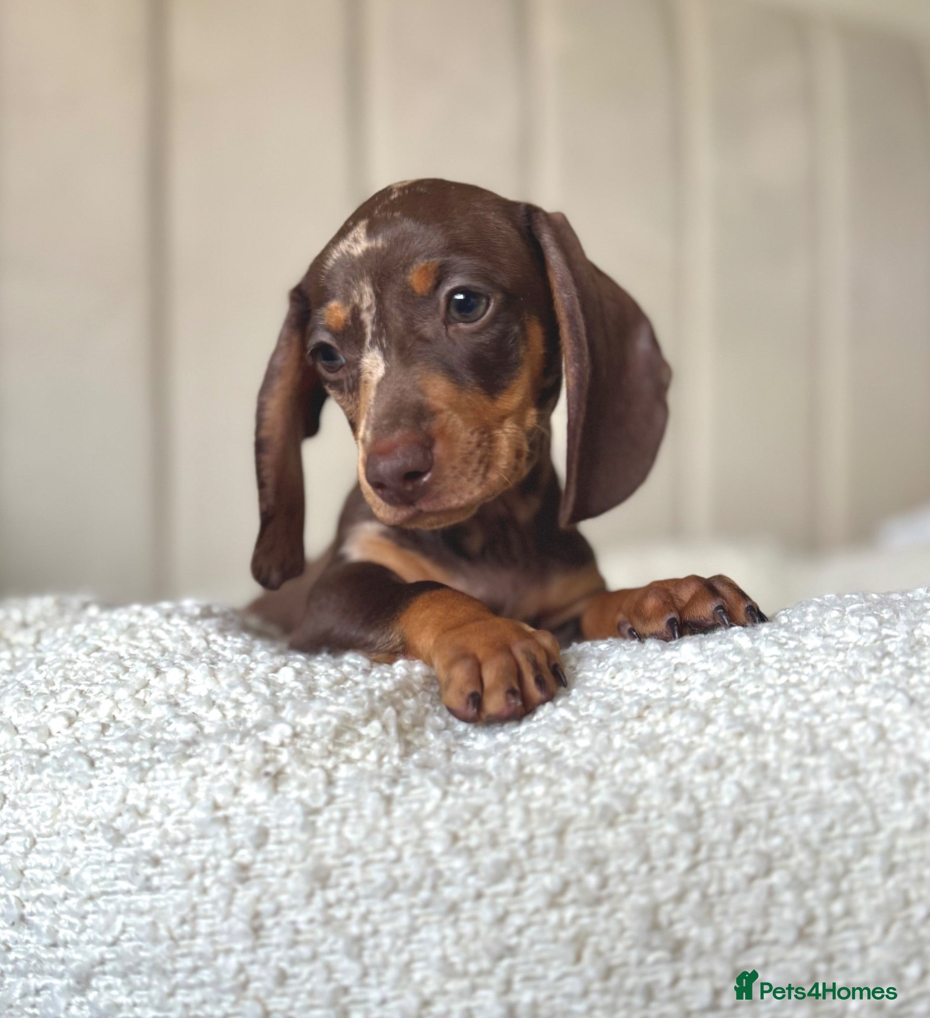 Miniature Dachshund dogs  🐾 READY NOW full panel health clear kc  - Advert 18