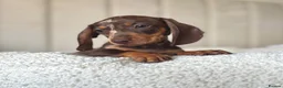 Miniature Dachshund dogs for sale:  🐾 READY NOW full panel health clear kc  - Advert 10