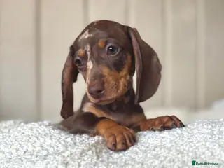 Miniature Dachshund dogs 🐾 READY NOW full panel health clear kc - Advert 2