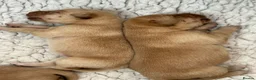 Labrador Retriever dogs for sale: Labrador Puppies for sale - Advert 11