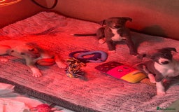 Whippet dogs for sale: Kc pedigree female whippet puppy  - Image 9