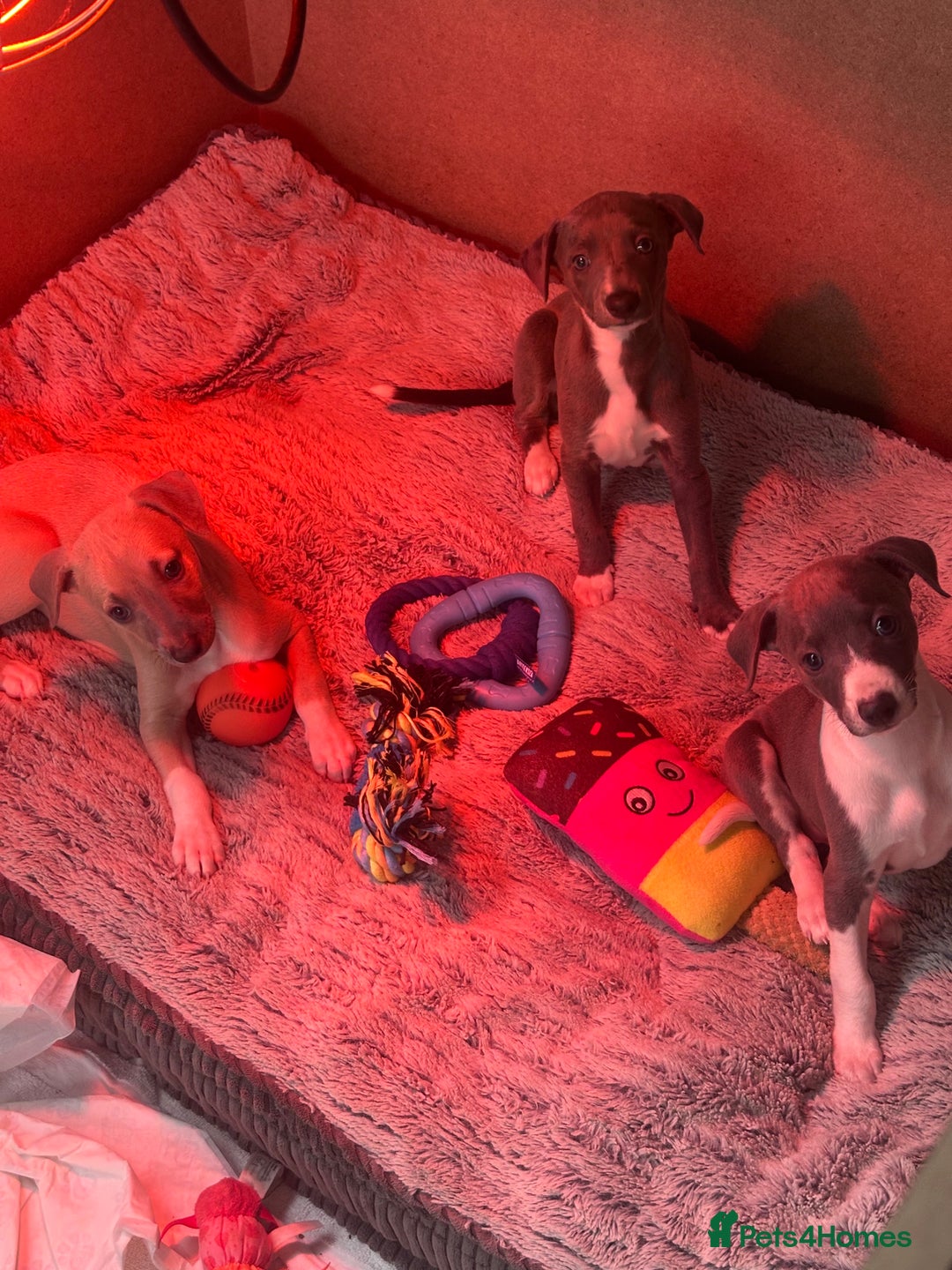 Whippet dogs for sale: Kc pedigree female whippet puppy  - Image 9