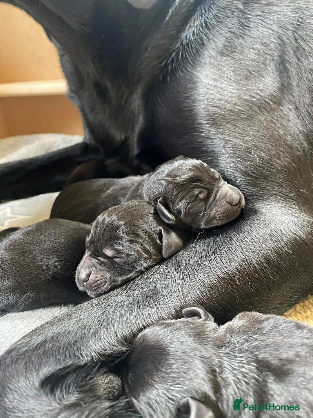 Labrador Retriever dogs for sale: Beautiful black puppies from excellent pedigree. - Advert 1