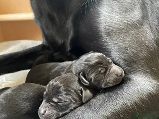 Labrador Retriever dogs Beautiful black puppies from excellent pedigree. in Grantham - Advert 1