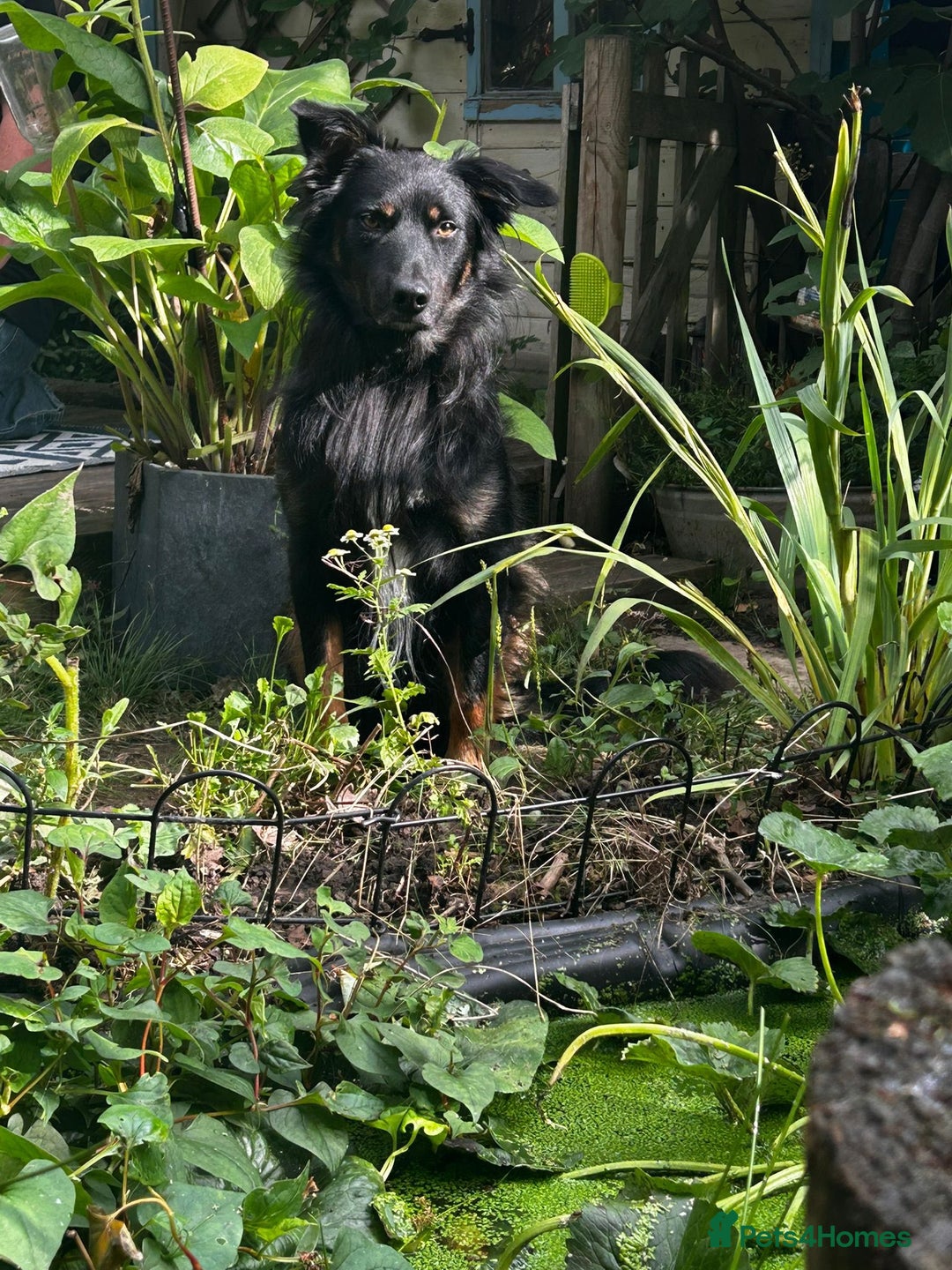 Mixed Breed dogs for sale: Draven is looking for a new home <3 - Advert 2