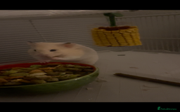 Hamster rodents for sale: Hamsters  - Image 4
