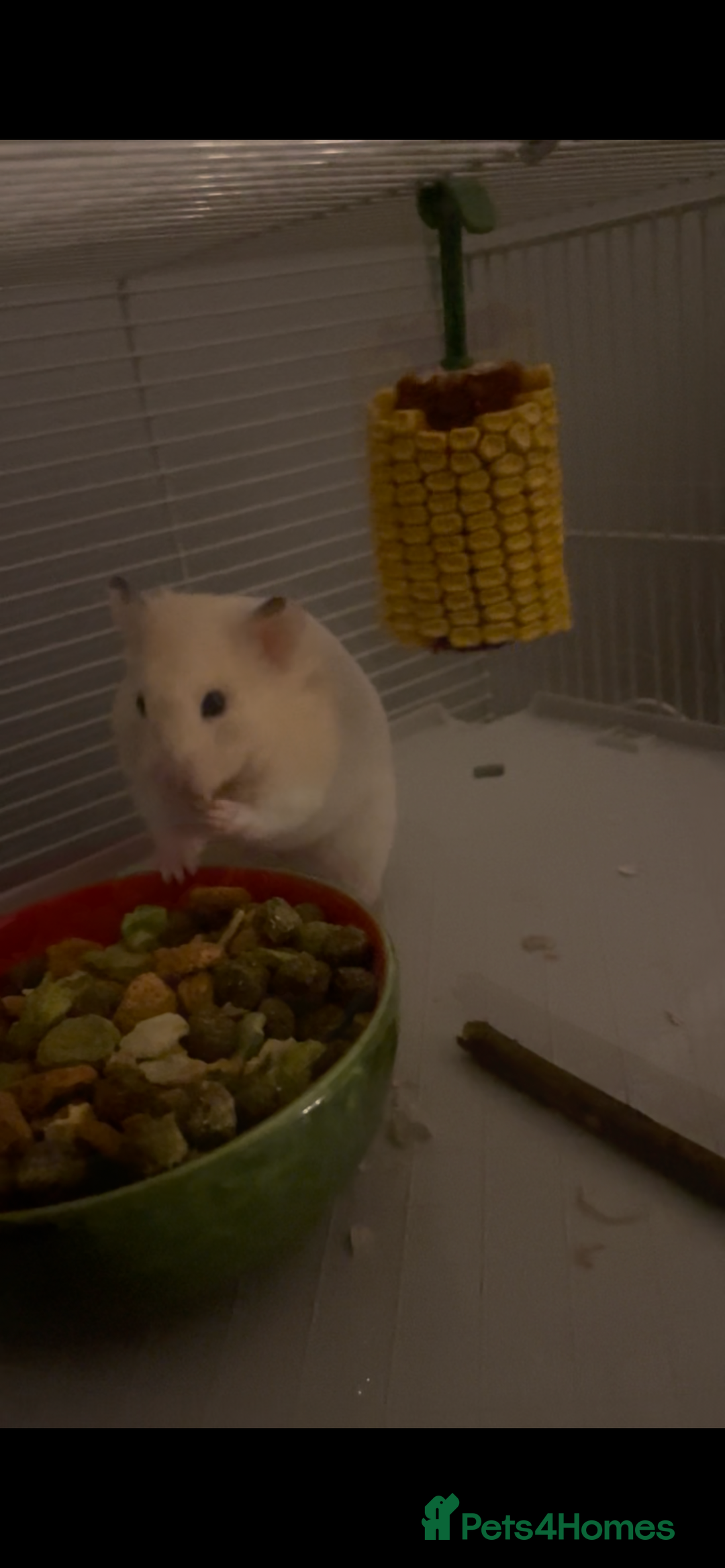 Hamster rodents for sale: Hamsters  - Image 4