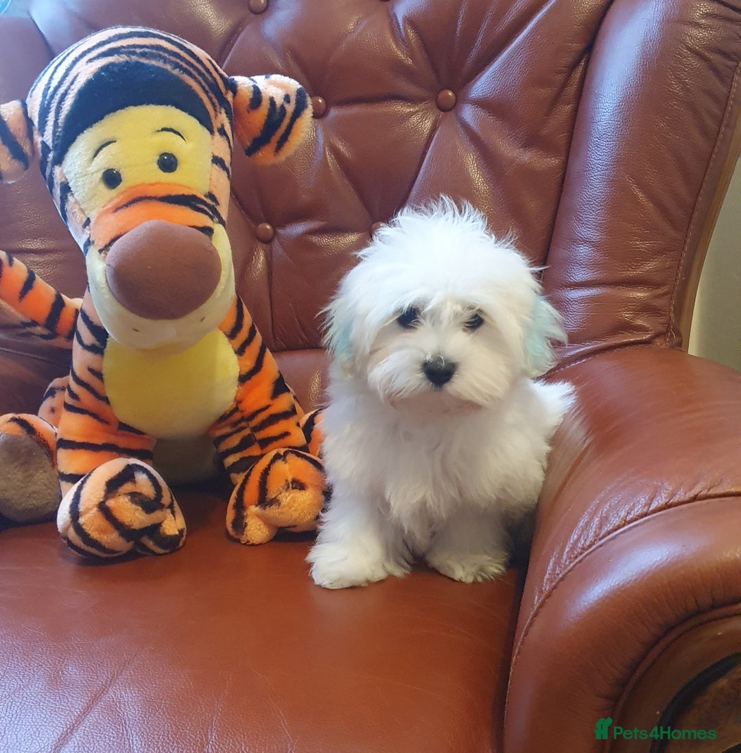 Havanese dogs for sale: Extra mini Havanese x Maltese puppies - Image 7