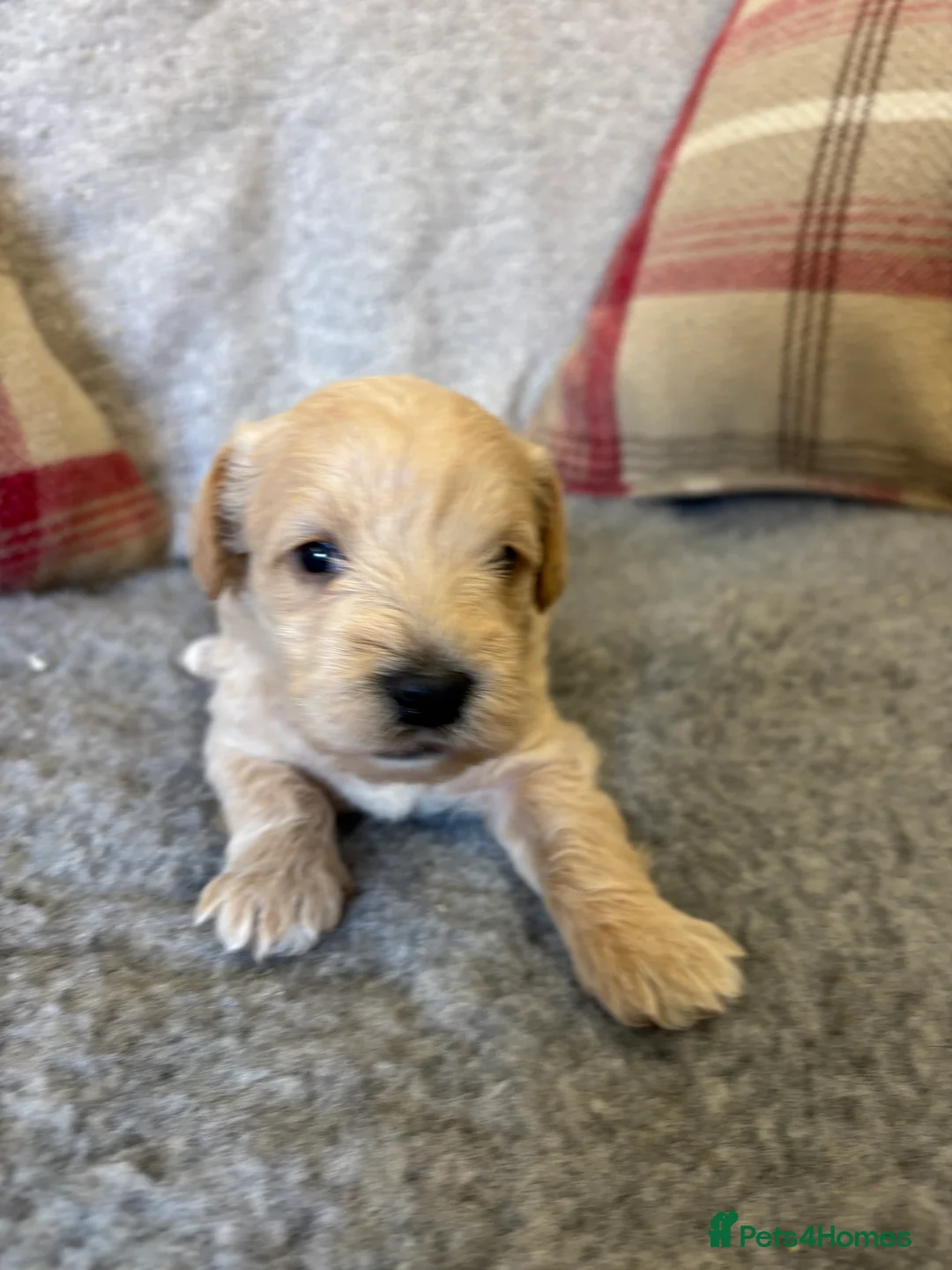 Schnoodle dogs for sale: Stunning F1 Schnoodle puppies KC reg parents!!  in Whitchurch - Advert 26