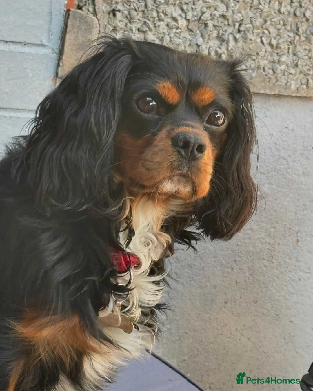 Cavalier King Charles Spaniel dogs for stud: *PROVEN* HEALTH TESTED Black & Tan Cavalier STUD in Oldham - Advert 7