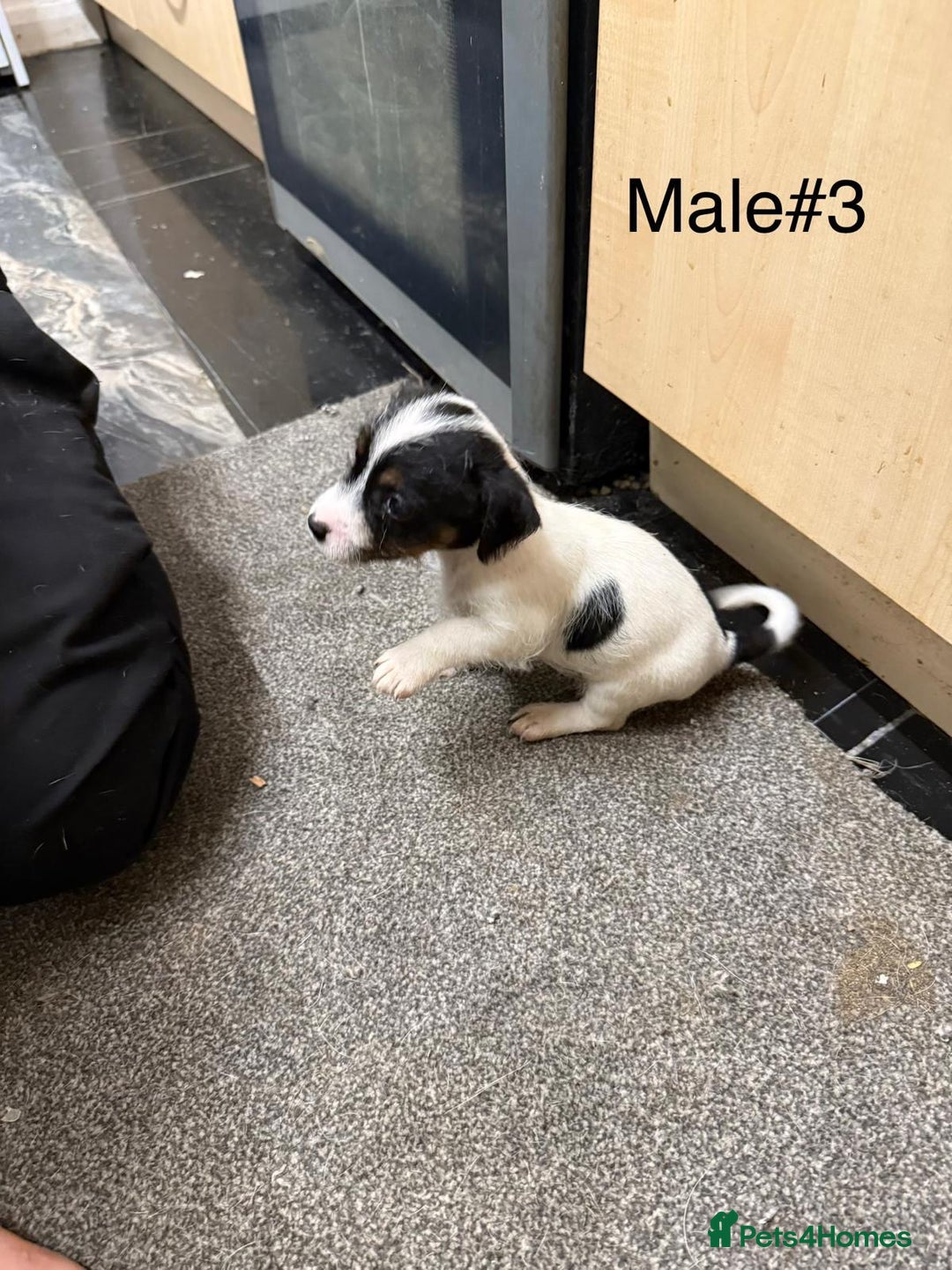 Jack Russell dogs for sale: Puppies  - Advert 3