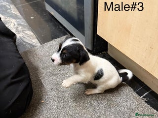 Jack Russell dogs Puppies - Advert 16