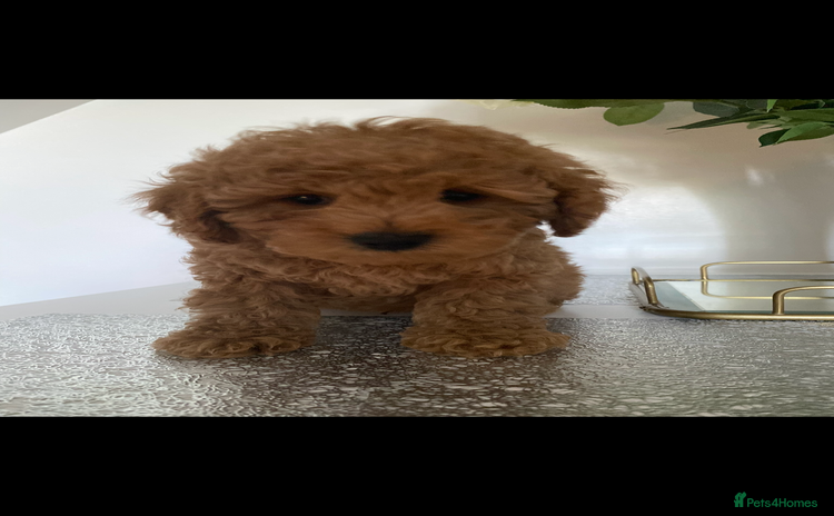 Miniature Poodle dogs Beautiful miniature poodles  - Advert 4