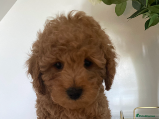 Miniature Poodle dogs Beautiful miniature poodles - Advert 2