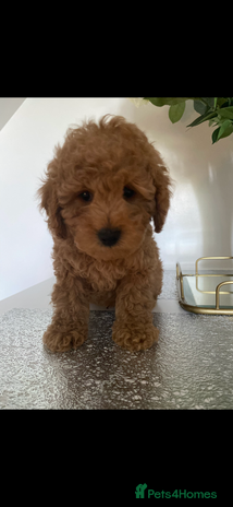 Miniature Poodle dogs Beautiful miniature poodles - Advert 4
