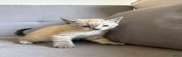 Bengal cats for sale: X2 Male Snow leapord Bengals ready to leave - Advert 4