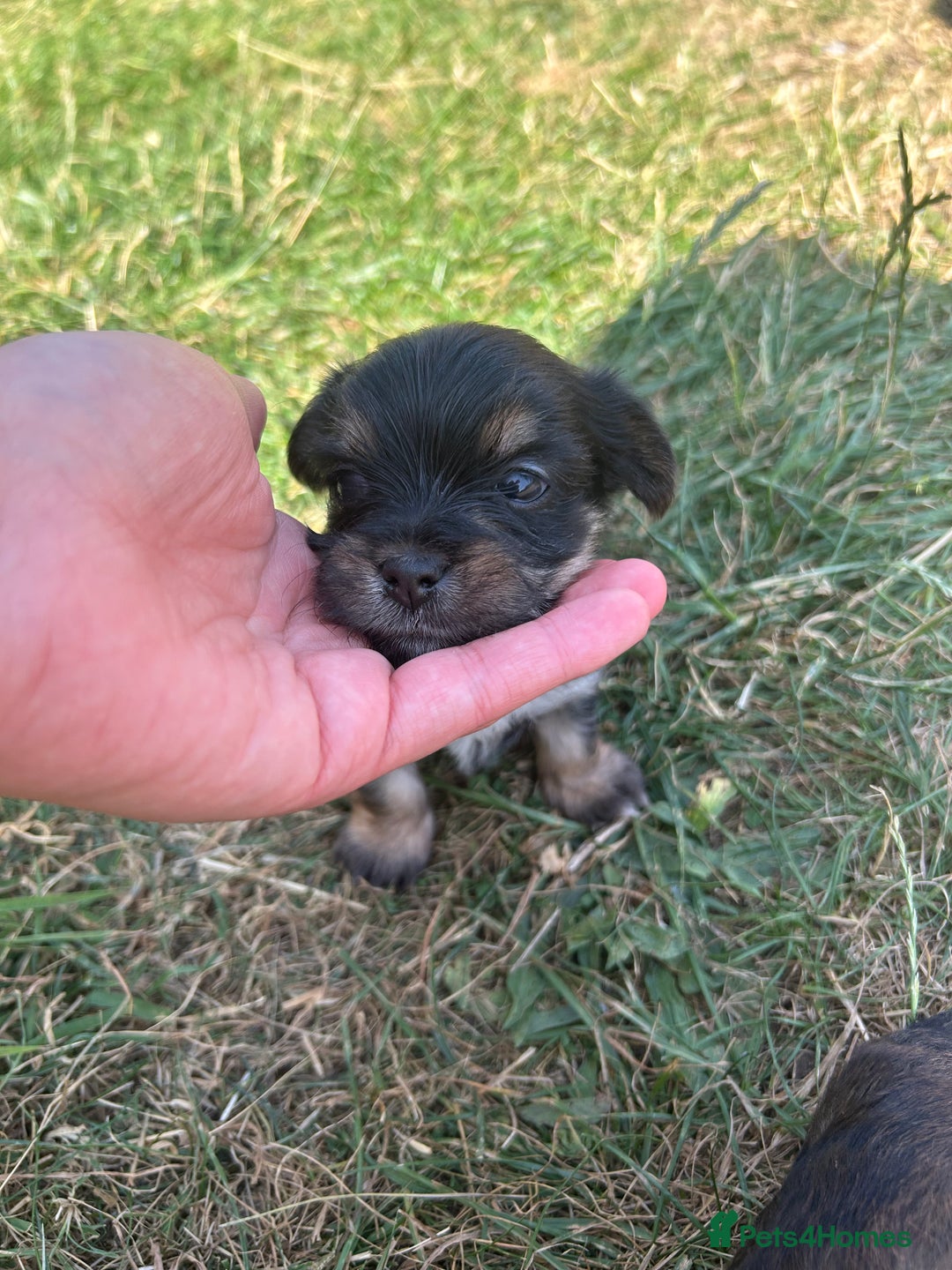 Yorkshire Terrier dogs for sale: Yorkshire Terrier puppies - Image 12