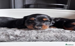 Miniature Dachshund dogs for sale: 🌿🌸🌳KC LONGHAIR MINI DACHSHUND PUPS🌳🌸🌿 - Image 16