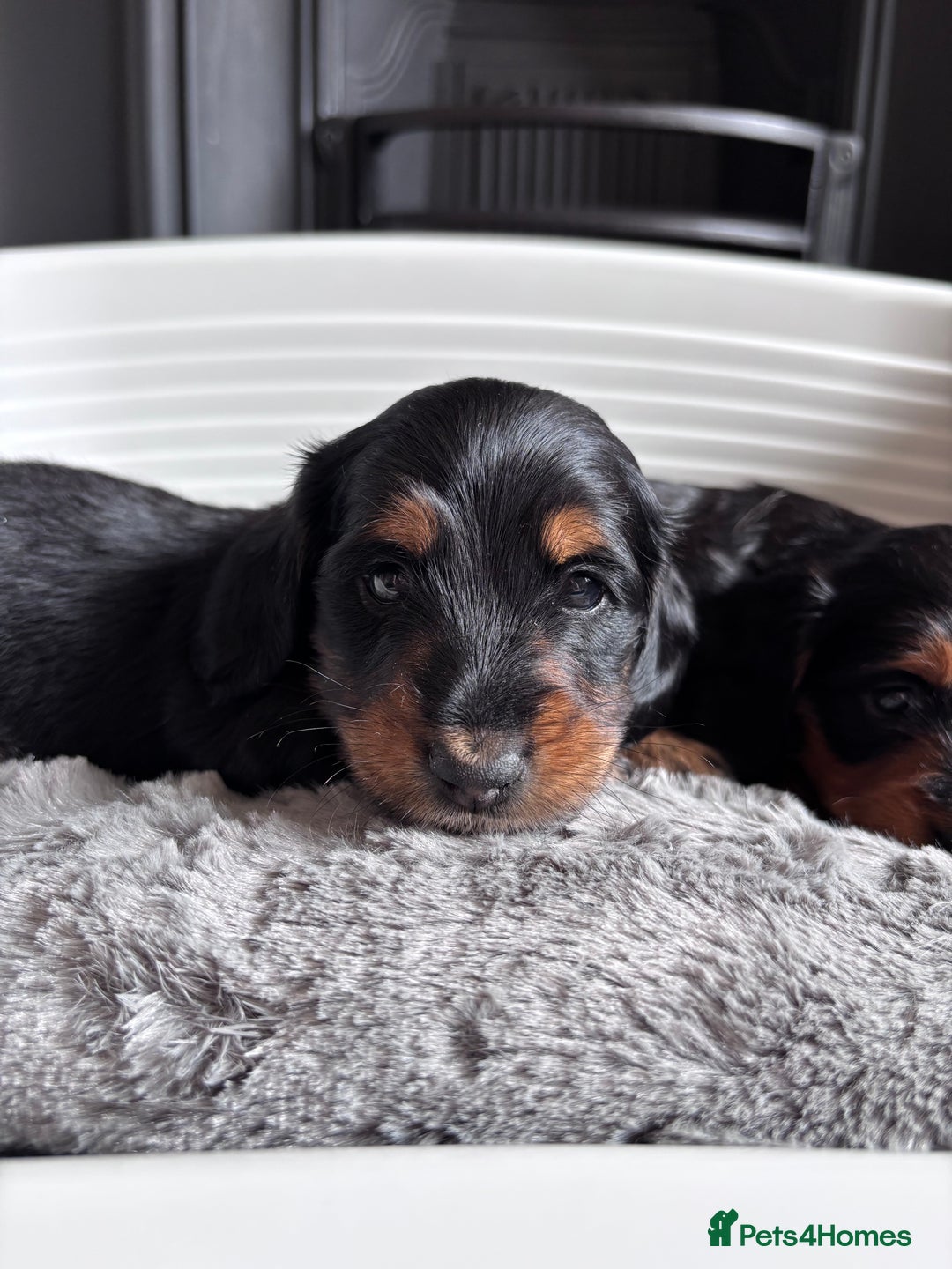 Miniature Dachshund dogs for sale: 🌿🌸🌳KC LONGHAIR MINI DACHSHUND PUPS🌳🌸🌿 - Image 16
