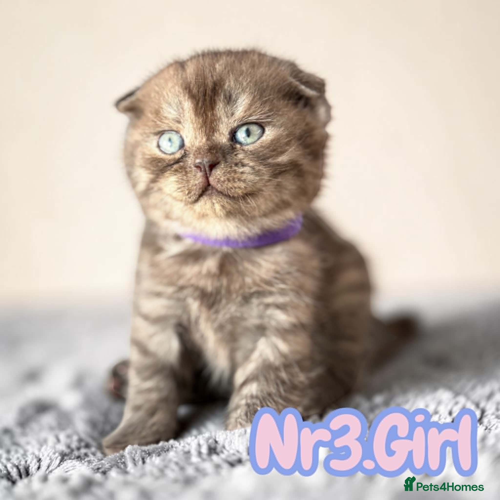 Scottish Fold cats for sale: 6 Pedigree Scottish Fold and Straight Kittens - Advert 24