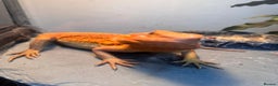 Bearded Dragon reptiles for sale: Orange Hypo Female Bearded dragon & set up - Advert 5