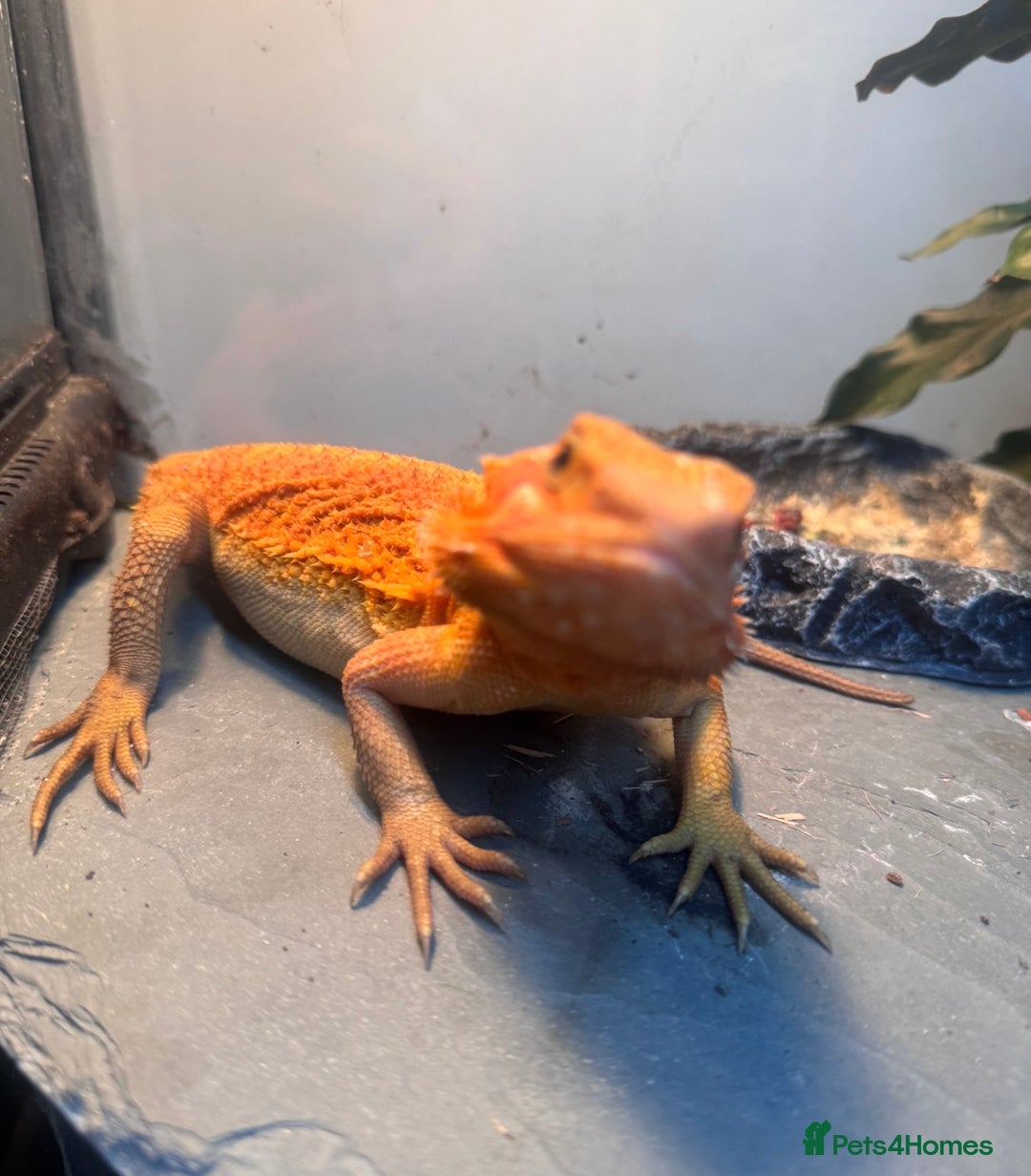 Bearded Dragon reptiles for sale: Orange Hypo Female Bearded dragon & set up - Advert 5