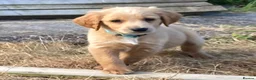 Goldendoodle dogs for sale: Goldendoodle pups Born 25 March 2026 - Advert 8